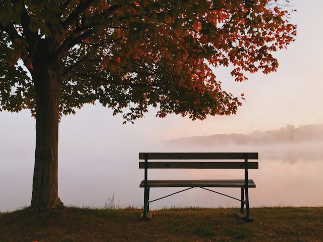 A solitary bench under a tree with autumn leaves, overlooking a misty lake at sunrise.